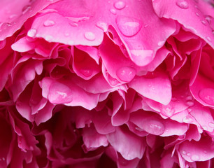 Beautiful rain droplets on petal of peony flower
