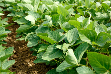 young soybean field rows in summer.