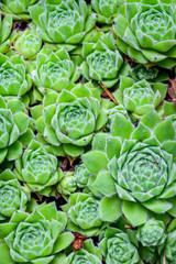 Fototapeta premium Succulents, vertical of hen and chicks plant as a nature background 
