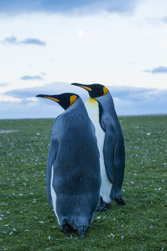 Penguins on grass