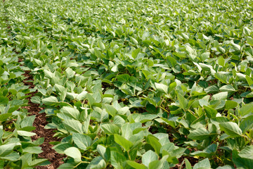 Rows of young soybean plants.
