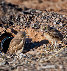 Two burrowing owlets, one with a worm breakfast