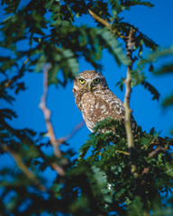 Burrowing owl sitting in a tree and looking down