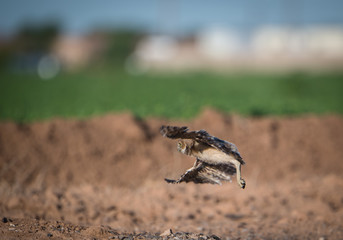 Young burrowing owl taking a short practice flight