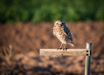 Burrowing owl sitting on top of a perch