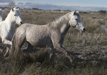 Fototapeta premium Beautiful White Horses of Camargue France