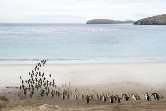 Colony of penguins walking into sea