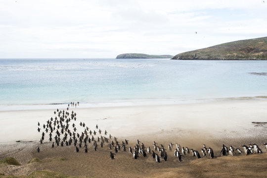 Colony of penguins walking into sea