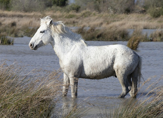 Obraz premium Beautiful White Horses of Camargue France