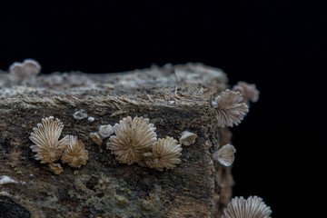 Obraz premium Close-up fungus growing,Mushroom on a wood dark background with copy space