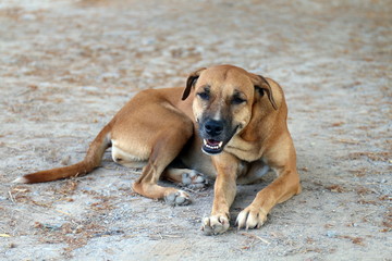 Brown dog good mood and smiling dog