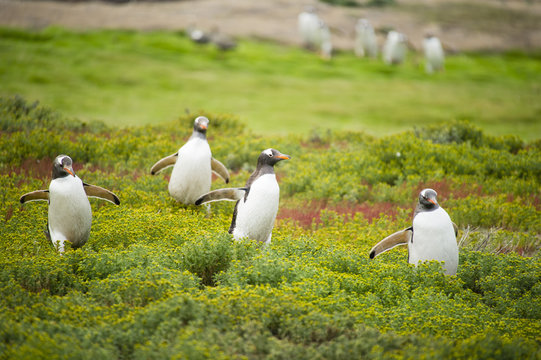 草原を走るジェンツーペンギン