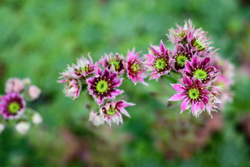 Succulents, hen and chicks plants in bloom, many flowers with pink petals and yellow centers
