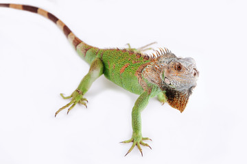 iguana on white background