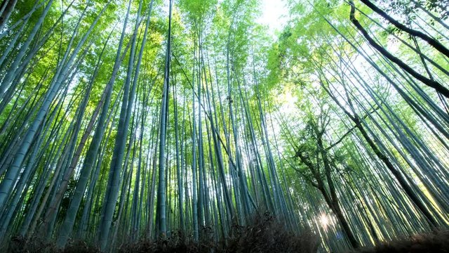 Kyoto 京都・嵐山,嵯峨野の竹林の夕暮れの散歩道