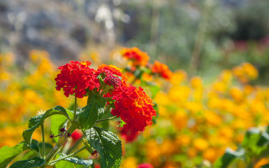colorful Lantana camara flowers