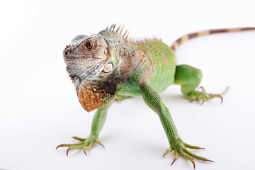 iguana on white background