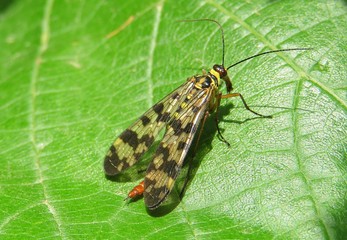 Scorpion fly on green leaf background, closeup  - Powered by Adobe