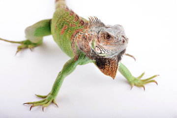 iguana on white background
