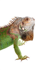 Iguana on white background