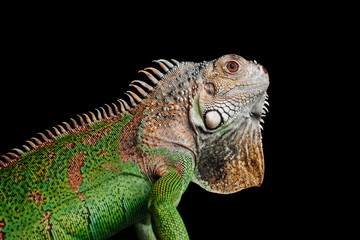 iguana on black background