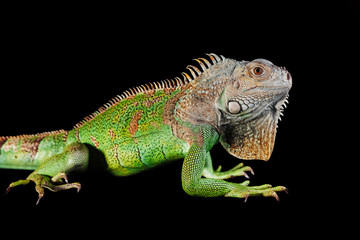 iguana on black background