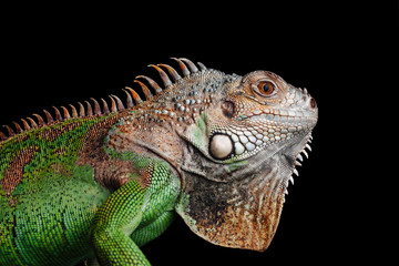 iguana on black background
