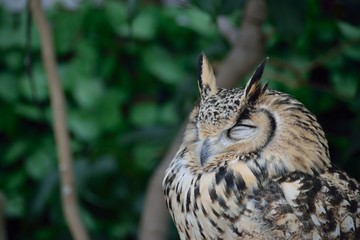 ワシミミズク