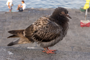 Lonely wet gray grey pigeon on sea coast closeup. Black dove sitting against sea and boats. City wildlife concept. Urban bird background.