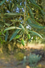 Olive branch with olives