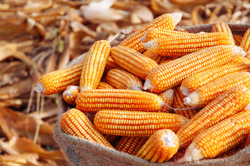 Ripe yellow corn in sack on dry husk Rural farm natural organic concept