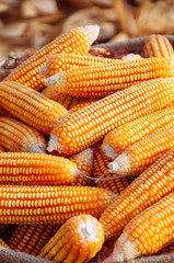 Fototapeta na wymiar Ripe yellow corn in sack on dry husk Rural farm natural organic concept
