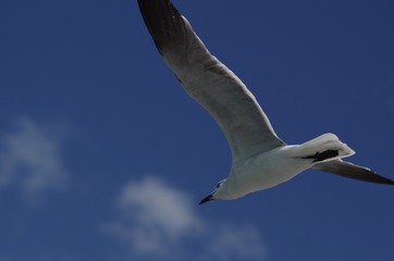 Seagull