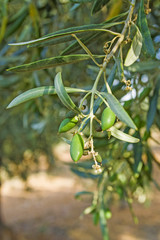 Olives in the olive tree