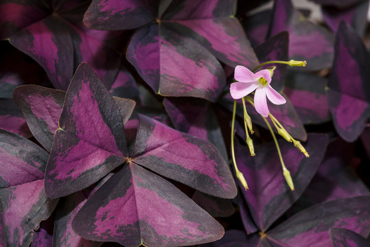 Beautiful flower of oxalis on background of purple triangular leaves with copy space. Blooming shamrock close up. Exotic houseplant.