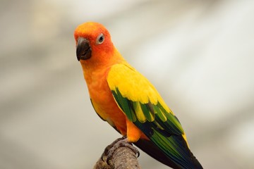 コガネメキシコインコ