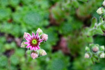 Succulents, hen and chicks plants in bloom, single flower with pink petals and yellow centers, against a blurred green background
