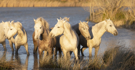Beautiful White Horses of Camargue France