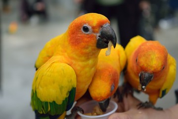 コガネメキシコインコ