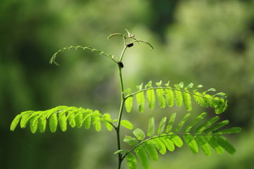Leafy Leave, The soft leaves of tree in nature forest, Green Leaf shoots growing and small bug on leaf wildlife