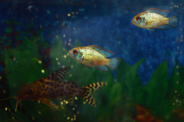 Aquarium life. Closeup of Nannacara anomala Golden Dwarf Cichlid - aquarium fish. selective focus.