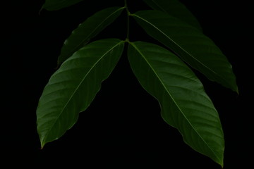 Leaves, Leaf green plant close-up on dark black background