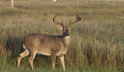 Beautiful White-tail Deer Buck in Texas