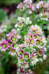 Fototapeta premium Succulents, vertical of hen and chicks plants in bloom, many flowers with pink petals and yellow centers, selective focus 