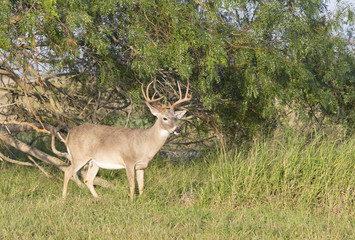 Naklejka na ściany i meble Beautiful White-tail Deer Buck in Texas