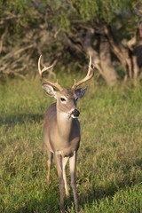 Beautiful White-tail Deer Buck in Texas