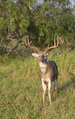 Beautiful White-tail Deer Buck in Texas