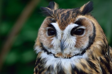 ウサギフクロウ