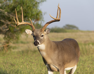 Naklejka na ściany i meble Beautiful White-tail Deer Buck in Texas