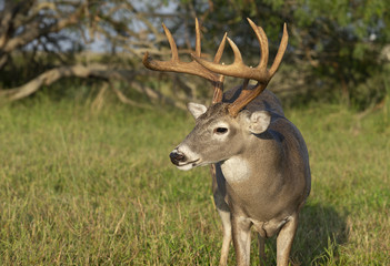 Obraz na płótnie Canvas Beautiful White-tail Deer Buck in Texas